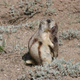 Un perrito de la pradera acaba de asesinar a una desafortunada ardilla de tierra / John Hoogland